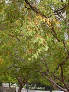 Ulmus parvifolia - foliage